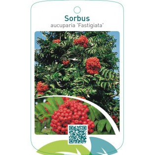 Sorbus aucuparia ‘Fastigiata’