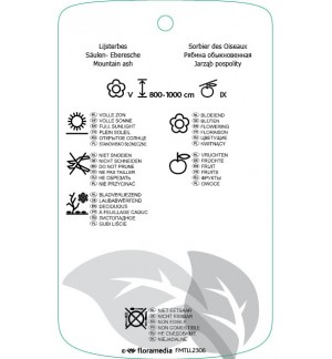 Etichette di Sorbus aucuparia ‘Fastigiata’ *