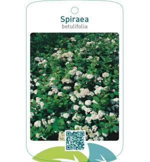 Spiraea betulifolia