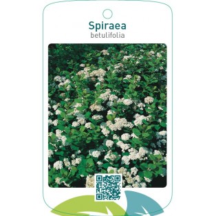 Spiraea betulifolia