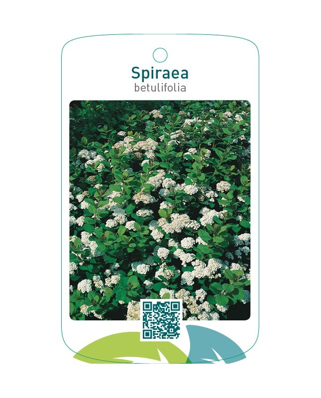 Spiraea betulifolia