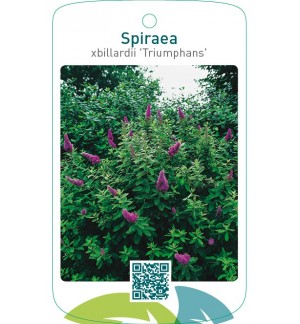 Spiraea xbillardii ‘Triumphans’