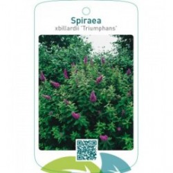 Spiraea xbillardii ‘Triumphans’