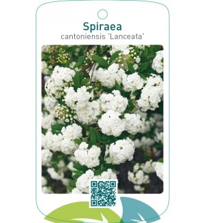 Spiraea cantoniensis ‘Lanceata’