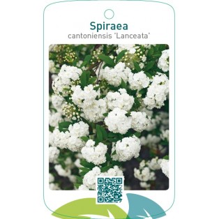 Spiraea cantoniensis ‘Lanceata’