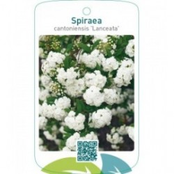 Spiraea cantoniensis ‘Lanceata’