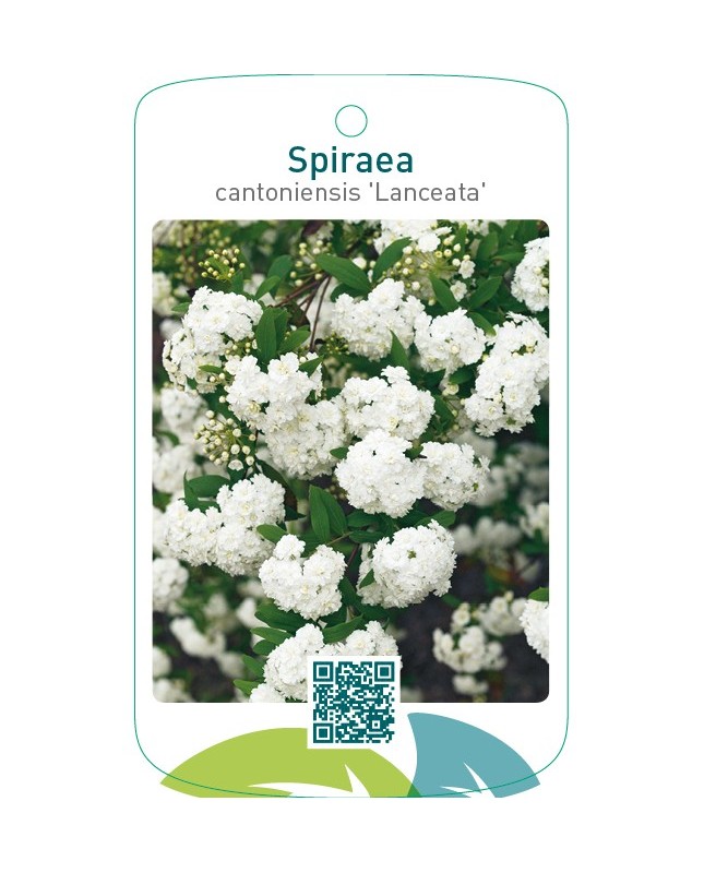 Spiraea cantoniensis ‘Lanceata’