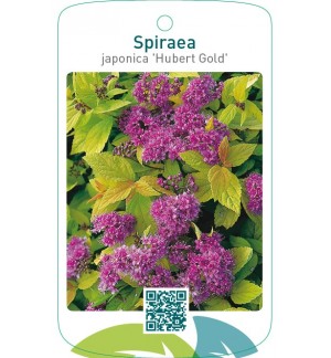 Spiraea japonica ‘Hubert Gold’
