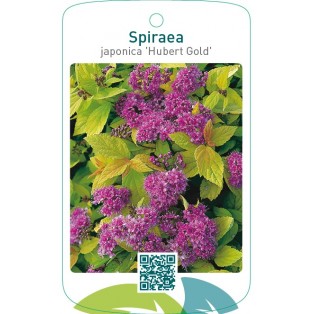 Spiraea japonica ‘Hubert Gold’