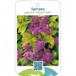 Spiraea japonica ‘Hubert Gold’