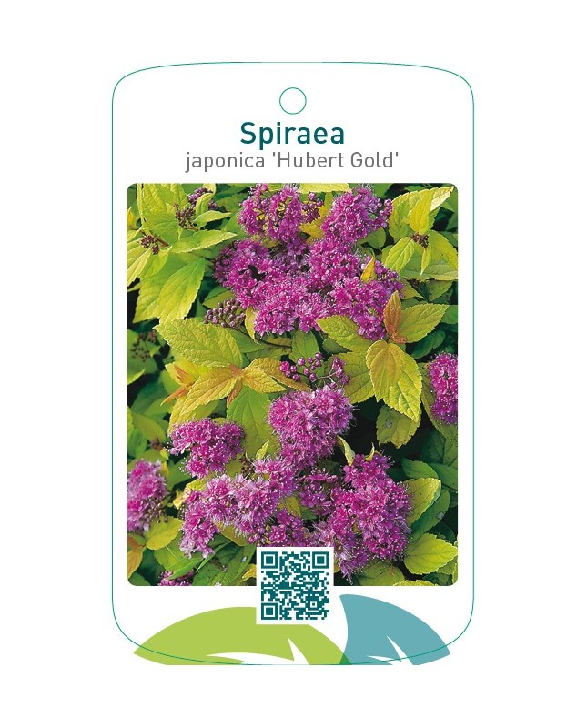 Spiraea japonica ‘Hubert Gold’