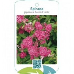 Spiraea japonica ‘Neon Flash’