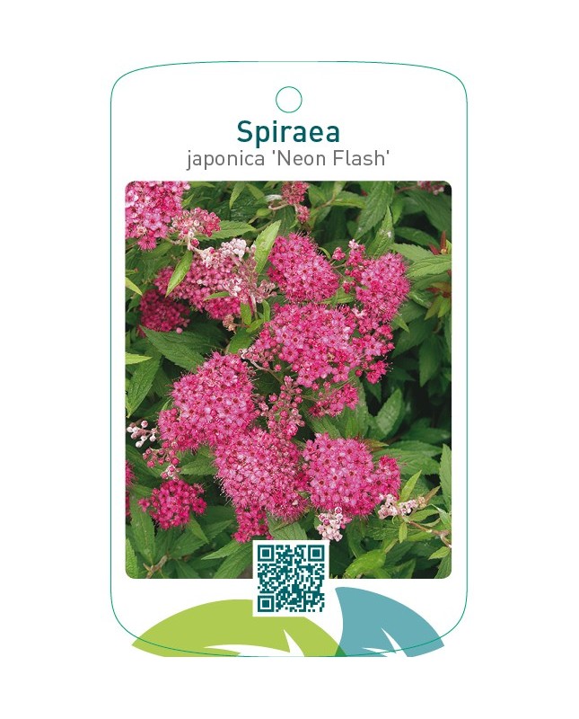Spiraea japonica ‘Neon Flash’