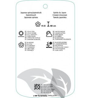 Etichette di Spiraea japonica ‘Neon Flash’ *