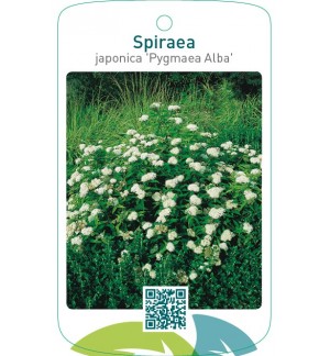 Spiraea japonica ‘Pygmaea Alba’