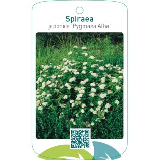 Spiraea japonica ‘Pygmaea Alba’