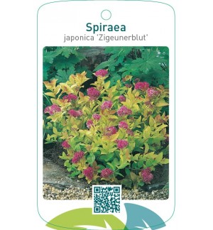 Spiraea japonica ‘Zigeunerblut’