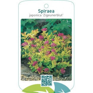 Spiraea japonica ‘Zigeunerblut’