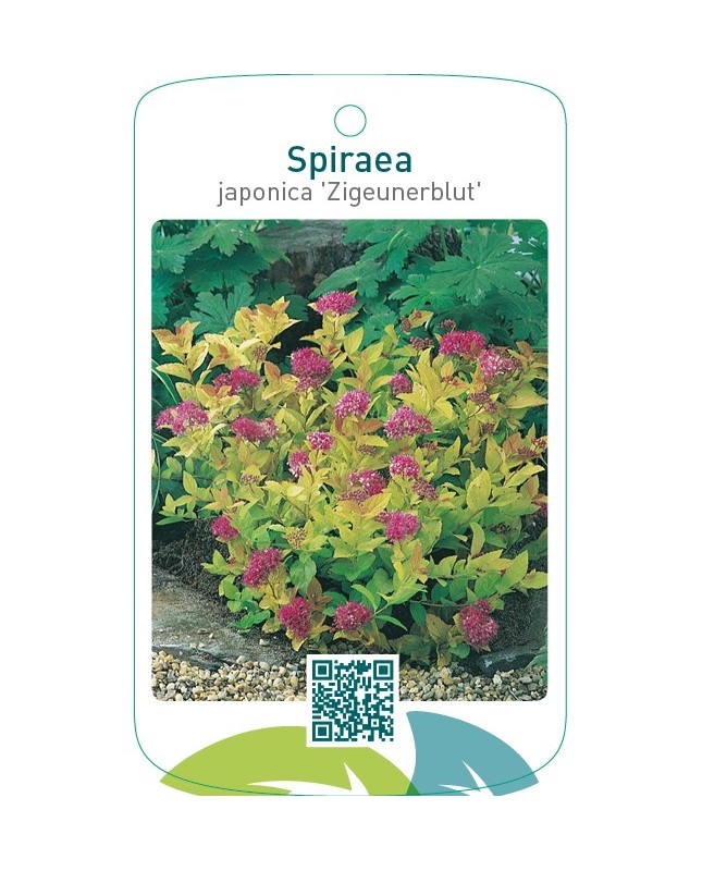 Spiraea japonica ‘Zigeunerblut’