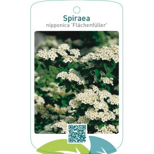 Spiraea nipponica ‘Flächenfüller’