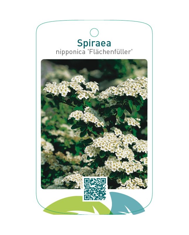Spiraea nipponica ‘Flächenfüller’
