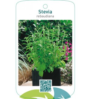 Stevia rebaudiana