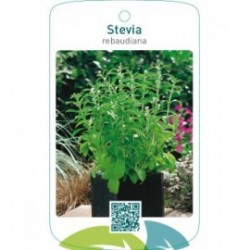 Stevia rebaudiana