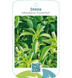 Stevia rebaudiana ‘Zuckerhut’