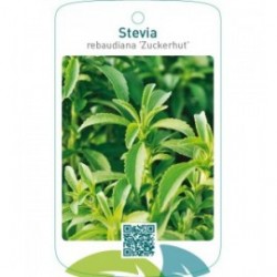 Stevia rebaudiana ‘Zuckerhut’