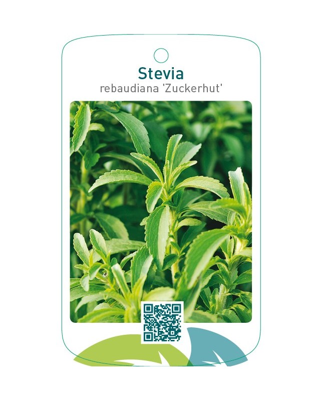 Stevia rebaudiana ‘Zuckerhut’