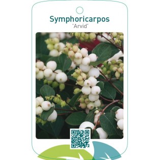 Symphoricarpos ‘Arvid’