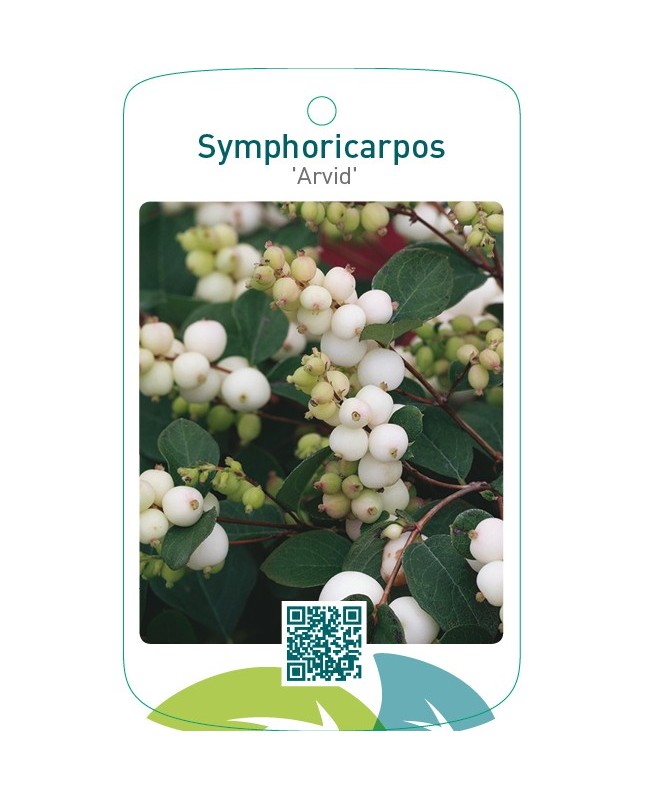Symphoricarpos ‘Arvid’