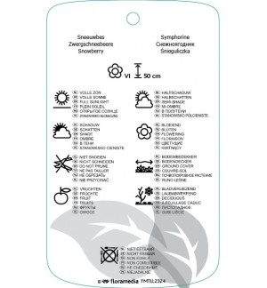 Etichette di Symphoricarpos ‘Arvid’ *