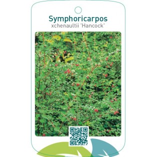 Symphoricarpos xchenaultii ‘Hancock’