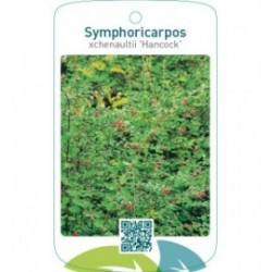 Symphoricarpos xchenaultii ‘Hancock’