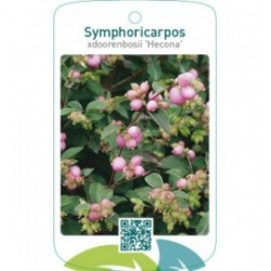 Symphoricarpos xdoorenbosii ‘Hecona’