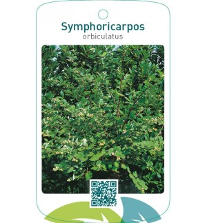Symporicarpos orbiculatus