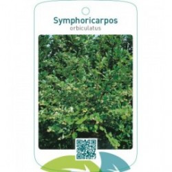 Symporicarpos orbiculatus