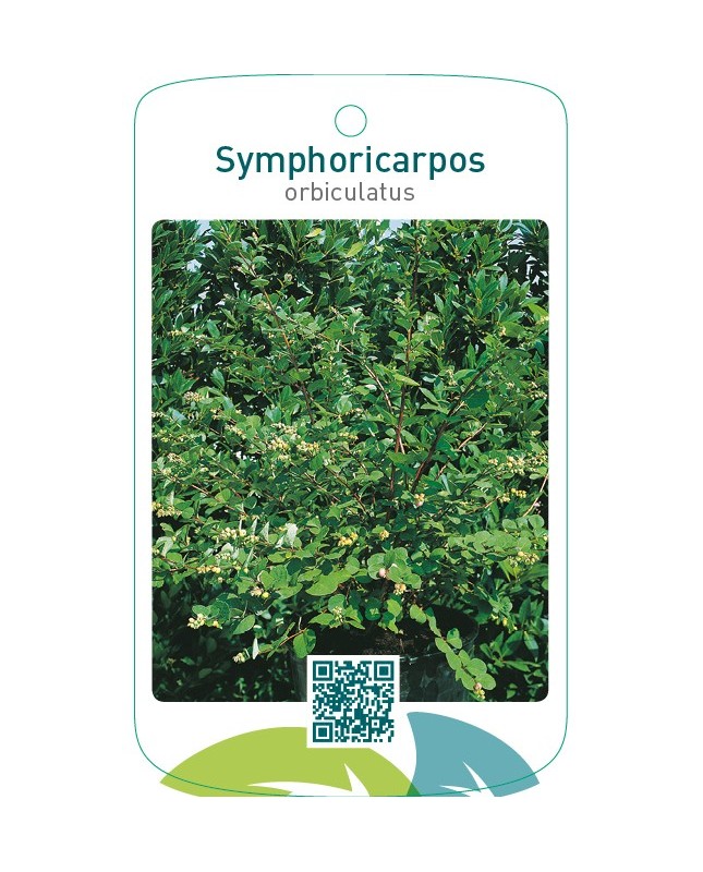 Symporicarpos orbiculatus