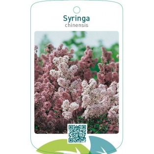 Syringa chinensis