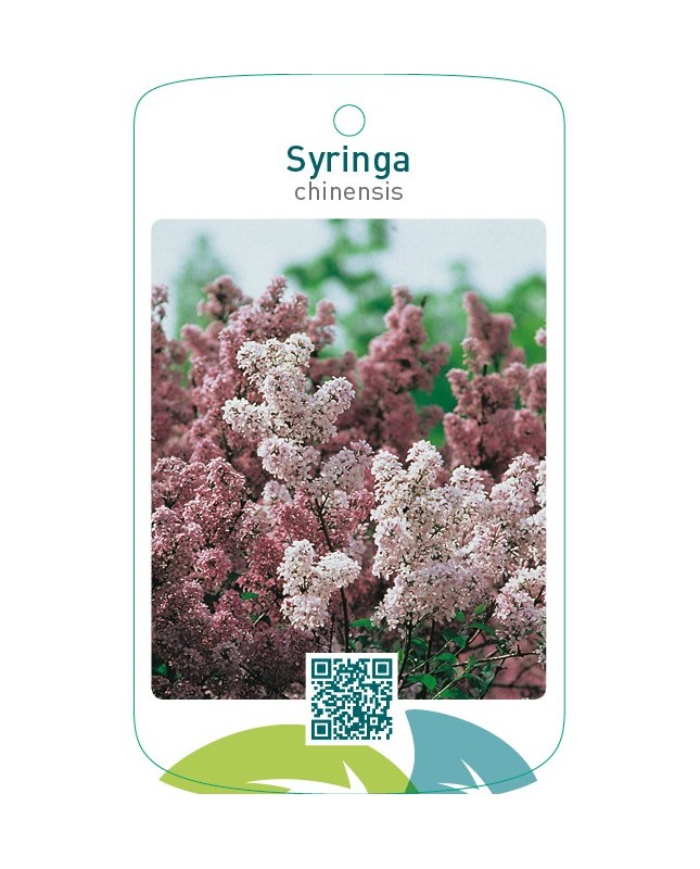 Syringa chinensis