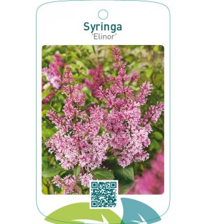 Syringa ‘Elinor’