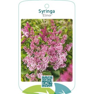 Syringa ‘Elinor’