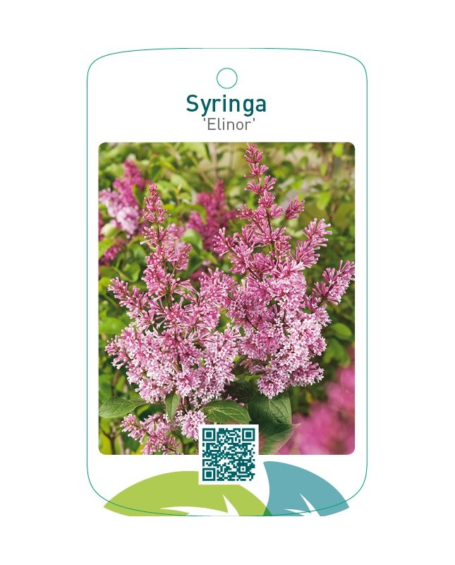 Syringa ‘Elinor’