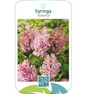 Syringa ‘Isabella’
