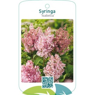 Syringa ‘Isabella’