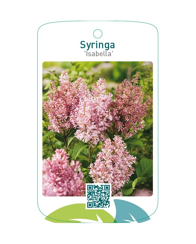 Syringa ‘Isabella’
