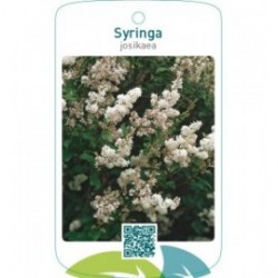 Syringa josikaea