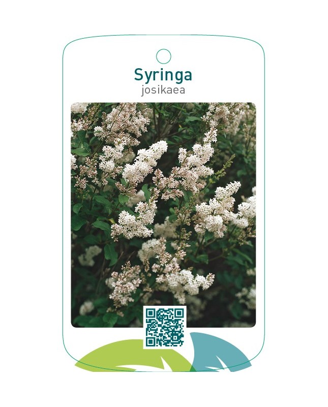 Syringa josikaea