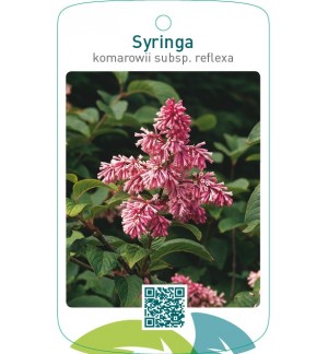 Syringa komarowii subsp. reflexa